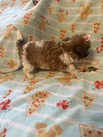 Tcup brody, a male Maltipoo for sale in Atlanta, GA – Photo 3 of 6