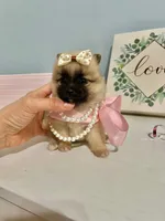 Tcup Bella, a female Pomeranian for sale in Atlanta, GA – Photo 5 of 6