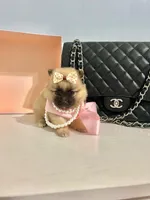 Tcup Bella, a female Pomeranian for sale in Atlanta, GA – Photo 6 of 6