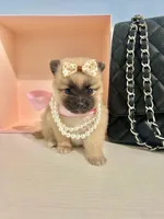 Tcup Bella, a female Pomeranian for sale in Atlanta, GA – Photo 3 of 6