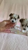 Tcup Cody, a male Maltipoo for sale in Atlanta, GA – 9 of 10