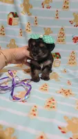 Tcup Ellie , a female Yorkshire Terrier for sale in Atlanta, GA – 4 of 5