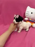 Tcup girl 2, a female Maltipoo for sale in Atlanta, GA – Photo 6 of 9