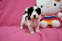 Tcup girl 2, a female Maltipoo for sale in Atlanta, GA – Photo 9 of 9