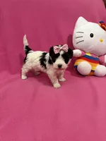 Tcup girl 2, a female Maltipoo for sale in Atlanta, GA – Photo 2 of 9
