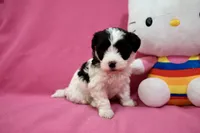 Tcup girl 2, a female Maltipoo for sale in Atlanta, GA – Photo 8 of 9