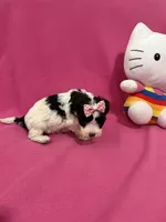 Tcup girl 2, a female Maltipoo for sale in Atlanta, GA – Photo 5 of 9