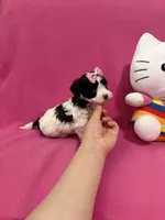 Tcup girl 2, a female Maltipoo for sale in Atlanta, GA – Photo 4 of 9