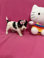 Tcup girl 2, a female Maltipoo for sale in Atlanta, GA – Photo 7 of 9