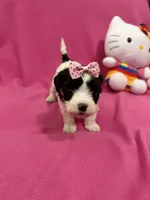 Tcup girl 2, a female Maltipoo for sale in Atlanta, GA – Photo 3 of 9