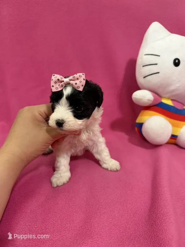 Tcup girl 2 – Maltipoo puppy for sale in Atlanta, GA