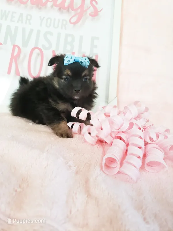Tcup chloe – Morkie puppy for sale in Atlanta, GA