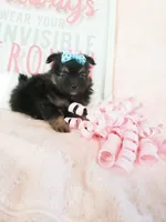 Tcup chloe, a female Morkie for sale in Atlanta, GA – 1 of 8