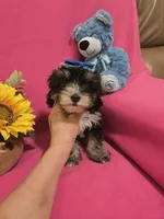 Tcup girl 1, a female Morkie for sale in Atlanta, GA – 7 of 9