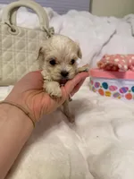 Tcup Ellie, a female Maltipoo for sale in Atlanta, GA – Photo 7 of 7