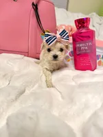 Tcup Ellie, a female Maltipoo for sale in Atlanta, GA – Photo 3 of 7