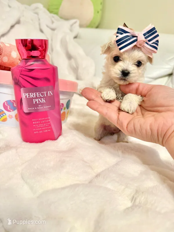 Tcup Ellie – Maltipoo puppy for sale in Atlanta, GA