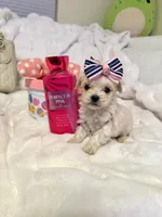 Tcup Ellie, a female Maltipoo for sale in Atlanta, GA – Photo 6 of 7