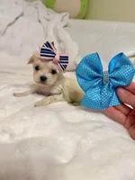 Tcup Ellie, a female Maltipoo for sale in Atlanta, GA – Photo 5 of 7