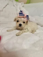 Tcup Ellie, a female Maltipoo for sale in Atlanta, GA – Photo 4 of 7