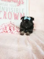 Tiny Daisy, a male Morkie for sale in Atlanta, GA – 1 of 8