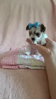 Tiny Bear, a male Morkie for sale in Atlanta, GA – 3 of 7