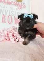 Tiny Daisy, a male Morkie for sale in Atlanta, GA – 4 of 8