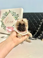 Tcup Ellie, a male Pomeranian for sale in Atlanta, GA – Photo 4 of 7