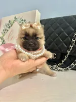 Tcup Ellie, a male Pomeranian for sale in Atlanta, GA – Photo 1 of 7