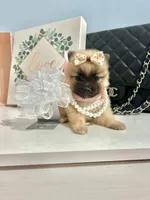 Tcup Ellie, a male Pomeranian for sale in Atlanta, GA – Photo 2 of 7