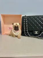 Tcup Ellie, a male Pomeranian for sale in Atlanta, GA – Photo 3 of 7