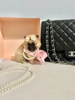 Tcup Ellie, a male Pomeranian for sale in Atlanta, GA – Photo 6 of 7