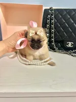 Tcup Ellie, a male Pomeranian for sale in Atlanta, GA – Photo 5 of 7