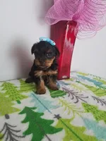 Tcup Bella , a female Yorkshire Terrier for sale in Atlanta, GA – 5 of 5
