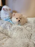Tcup Cody, a male Pomeranian for sale in Atlanta, GA – 7 of 7