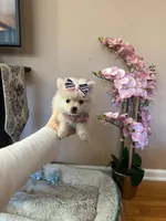 Tcup boy 2, a male Pomeranian for sale in Atlanta, GA – 1 of 8