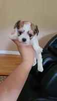 Tcup Cody, a male Maltipoo for sale in Atlanta, GA – 3 of 10