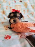 Tcup girl 1, a female Yorkshire Terrier for sale in Atlanta, GA – 2 of 8