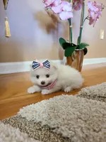 Tcup Ellie, a female Pomeranian for sale in Atlanta, GA – 7 of 8