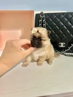 Tcup Bear, a male Pomeranian for sale in Atlanta, GA – Photo 4 of 5