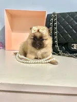 Tcup Bear, a male Pomeranian for sale in Atlanta, GA – Photo 2 of 5