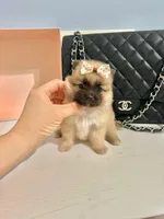 Tcup Bear, a male Pomeranian for sale in Atlanta, GA – Photo 1 of 5