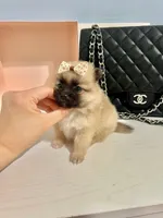 Tcup Bear, a male Pomeranian for sale in Atlanta, GA – Photo 5 of 5