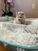 Tcup boy 2, a male Pomeranian for sale in Atlanta, GA – 4 of 8