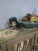 Tcup Molly, a female Morkie for sale in Atlanta, GA – 3 of 7