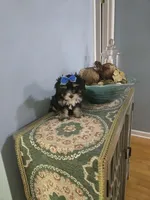 Tcup Molly, a female Morkie for sale in Atlanta, GA – 2 of 7