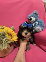Tcup Molly, a female Morkie for sale in Atlanta, GA – 4 of 7
