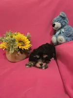 Tcup Molly, a female Morkie for sale in Atlanta, GA – 7 of 7