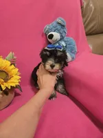 Tcup Molly, a female Morkie for sale in Atlanta, GA – 6 of 7