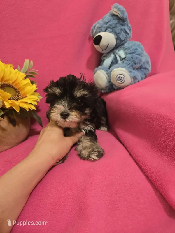 Tcup Molly – Morkie puppy for sale in Atlanta, GA